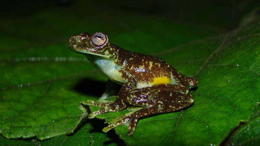 When a Tiny Tadpole Turns Out to be a (Different) Lost Frog